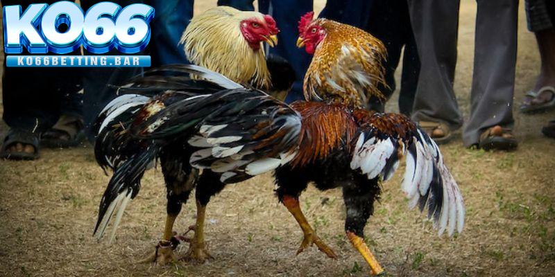 Tìm hiểu sơ lược về đá gà cựa dao Ko66