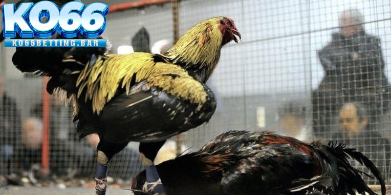 Quy định đá gà cựa sắt tại nhà cái Ko66 uy tín